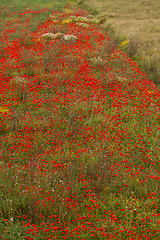 Image showing beautiful poppy field in red and green landscape 