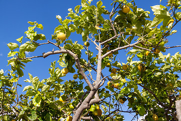 Image showing fresh lemons on lemon tree blue sky nature summer