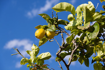 Image showing fresh lemons on lemon tree blue sky nature summer