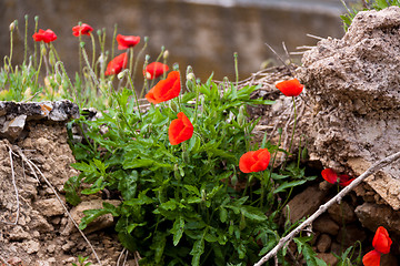 Image showing beautiful poppy field in red and green landscape 