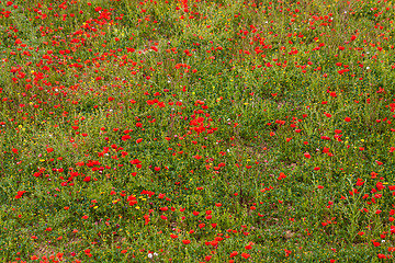 Image showing beautiful poppy field in red and green landscape 