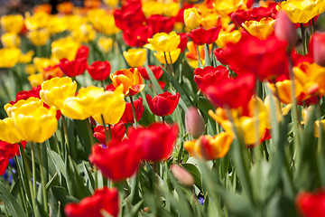 Image showing beautiful colorful yellow red tulips flowers 