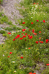 Image showing beautiful poppy field in red and green landscape 