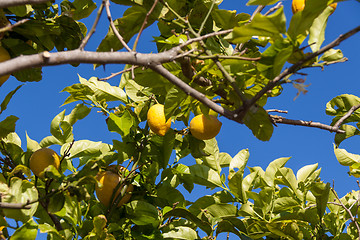 Image showing fresh lemons on lemon tree blue sky nature summer