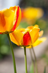 Image showing beautiful colorful yellow red tulips flowers 