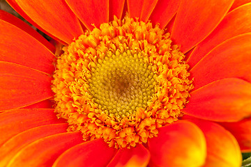 Image showing Vivid orange gerbera daisy in a bouquet