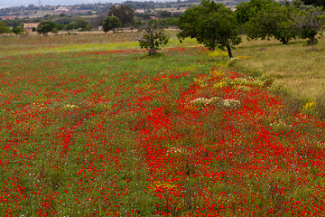 Image showing beautiful poppy field in red and green landscape 