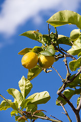 Image showing fresh lemons on lemon tree blue sky nature summer