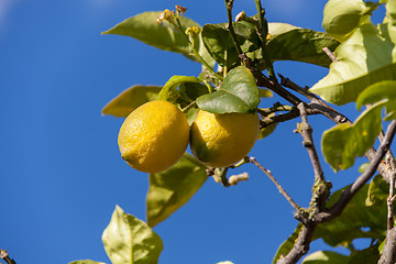 Image showing fresh lemons on lemon tree blue sky nature summer