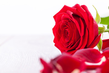 Image showing beautiful red rose on white bachground