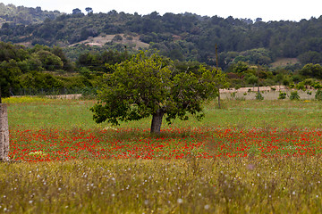 Image showing beautiful poppy field in red and green landscape 