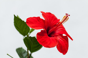 Image showing beautiful red hibiscus flower in summer outdoor