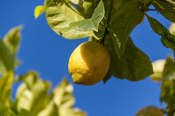 Image showing fresh lemons on lemon tree blue sky nature summer