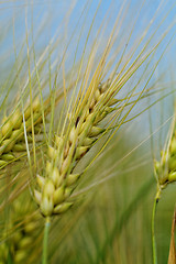 Image showing Green and yellow wheat