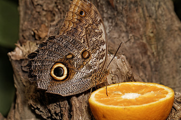 Image showing Macro photograph of a butterfly 