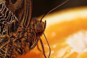 Image showing Macro photograph of a butterfly 