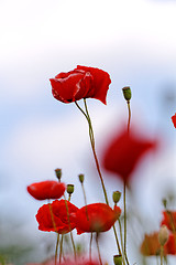 Image showing Red poppies