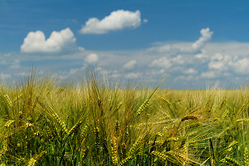 Image showing Green and yellow wheat