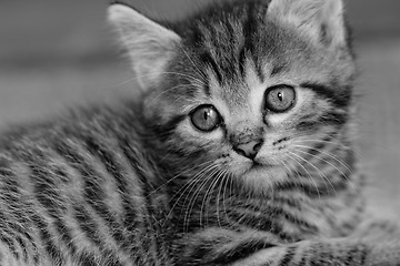 Image showing Tabby kitten