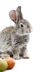 Image showing Gray rabbit