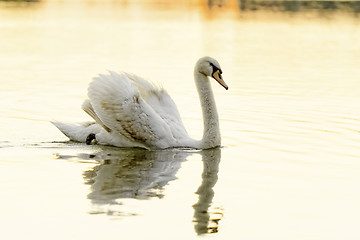 Image showing Lonely swan