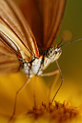 Image showing Orange butterfly