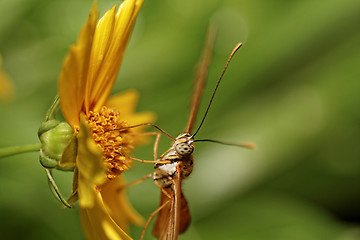 Image showing Orange butterfly