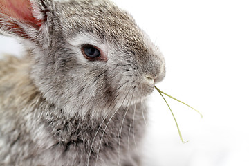 Image showing Gray rabbit