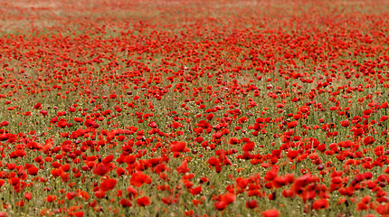 Image showing Red poppies