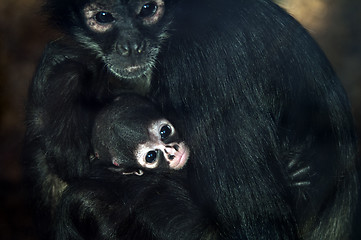 Image showing Baby Geoffroy's spider monkey 