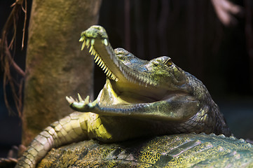 Image showing Gharial