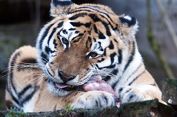 Image showing Tiger