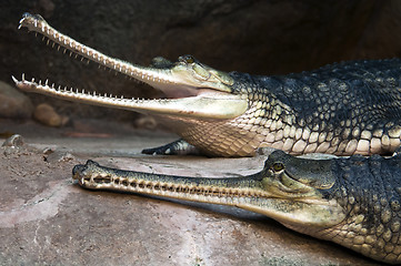 Image showing Gharials