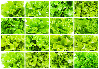 Image showing Lettuce