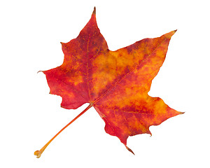 Image showing Maple leaf