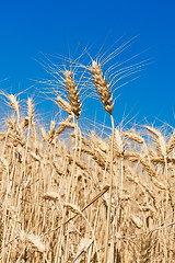 Image showing Wheat field