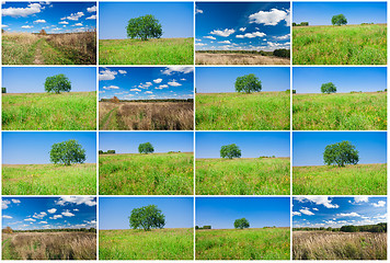 Image showing Tree and field