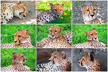 Image showing Cheetah