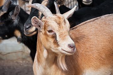 Image showing Goat