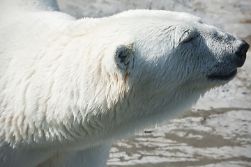 Image showing Polar bear