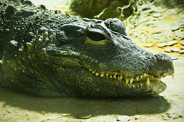 Image showing Crocodile