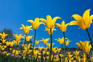 Image showing Tulip flowers