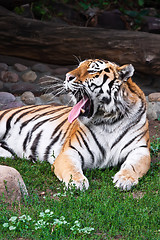 Image showing Tiger