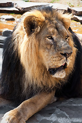 Image showing Lion