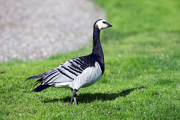 Image showing Barnacle Goose