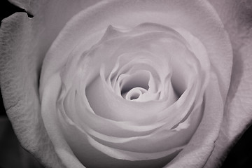 Image showing Rose Ultraviolet photography