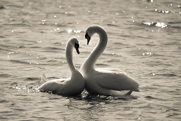 Image showing Mute Swans