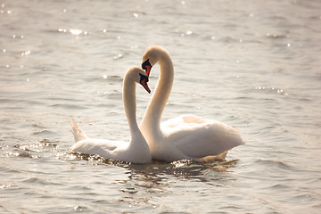 Image showing Mute Swan couple