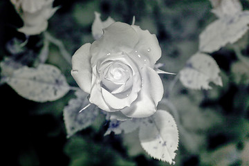 Image showing Rose Ultraviolet photography