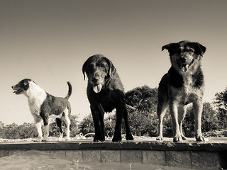 Image showing Pack of dogs